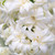 Double Hyacinth Collection