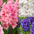 Double Hyacinth Collection
