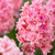 Double Hyacinth Collection