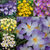 Winter Flowering Crocus Collection