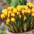 Winter Flowering Crocus Collection