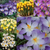 Winter Flowering Crocus Collection