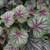 Heuchera Collection A