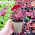 Heuchera Collection A