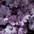 Heuchera Collection A