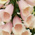 Digitalis purpurea Dalmatian Peach