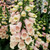 Digitalis purpurea Dalmatian Peach