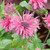 Monarda Flare Collection