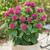 Monarda Flare Collection