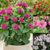 Monarda Flare Collection