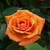 HT Rose Collection (Pack 6)