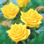 HT Rose Collection (Pack 6)