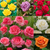 HT Rose Collection (Pack 6)