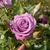 HT Rose Collection (Pack 6)