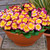 Primula Alaska Tequilla Sunrise