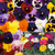 132 Poly/Pansy Collection