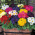 132 Poly/Pansy Collection