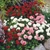 Bellis Daisy Mix