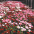 Bellis Daisy Mix