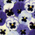 Pansy Matrix Mix Ocean Breeze