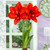 3 Double flowered Amaryllis Collection