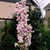 Prunus Amanogawa 3L