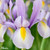 Collection of Allium Ostara & Iris King Mauve