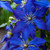 Clematis Rhapsody