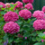 Hydrangea macrophylla Pink Prince (9cm Pot)