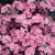 Azalea japonica Pink (C2)