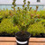 Azalea japonica Pink (C2)