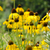 Echinacea paradoxa