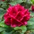 Rhododendron Lord Roberts AGM