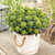 Skimmia japonica White Dwarf (13cm Pot)