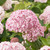 Hydrangea a. Annabelle Collection