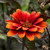 Heliopsis helianthoides 'Bleeding Hearts'