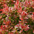 Berberis Admiration