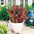 Berberis Admiration