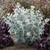 Buddleja Silver Anniversary
