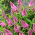 Buddleja davidii Butterfly Candy Little 'Bubblegum' (pink)