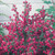 Cytisus boskoopii Boskoop Ruby (2 Litre Pot)