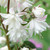 Deutzia crenata Pride of Rochester