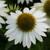 Echinacea purpurea Collection (7cm Pot)