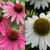 Echinacea purpurea Collection (7cm Pot)