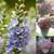 Hebe Unusual Collection