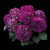 Hydrangea macrophylla Prince Collection