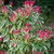 Pieris Flaming Silver (13cm Pot)