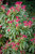 Pieris Flaming Silver (13cm Pot)