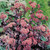 Sedum Purple Emperor (Loose)