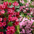 Weigela Collection (2 Litre Pot)